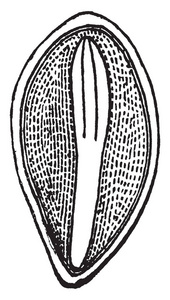 一种图片，显示多子叶胚在白蛋白中心的松树种子复古线绘图或雕刻插图。