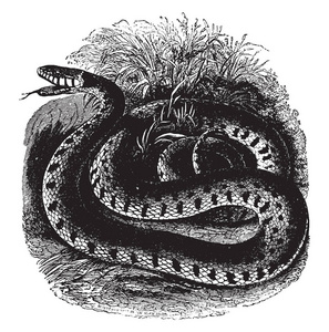 常见的环蛇是一种无害的科鲁布里德蛇，发现在美国大部分地区的复古线绘图或雕刻插图。
