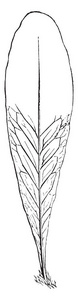 图中显示了柱头叶息肉。 这些叶子是用三角形的小叶和常绿叶，是直立的复古线绘图或雕刻插图。