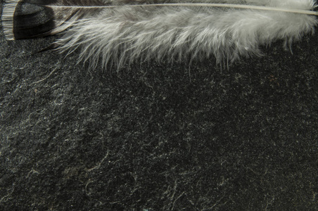 天然火鸡，黑色羽毛，用于制作火鸡羽毛，真鸟羽毛，用于制作工艺品