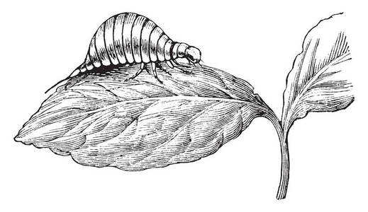 马铃薯甲虫幼虫，为淡黄色复古线绘图或雕刻插图。