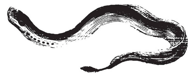 鳗鱼的脖子上有一排洞，老式的线条画或雕刻插图。