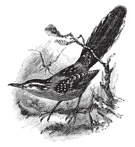 铁蚁鸟是一种鸟类，在嗜蝇科的蚁鸟家族，老式的绘制或雕刻插图。