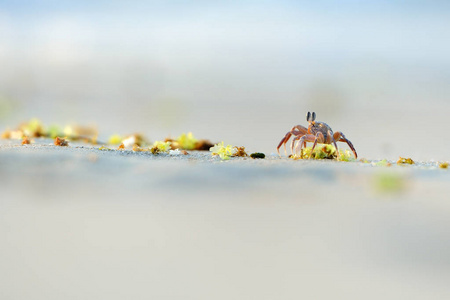 也门索科特拉岛海滩上的鬼蟹。