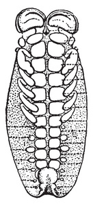 天蝎座胚胎，其中四个附件的雏形，携带肺片，复古线绘图或雕刻插图。