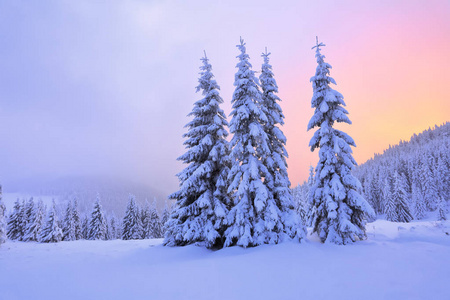 美丽的粉红色夕阳照耀着美丽的风景，美丽的树木覆盖着雪和高山。 冬季纹理背景。