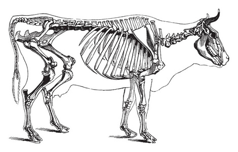 牛骨架是脊椎动物的内部结构，复古线条绘制或雕刻插图。