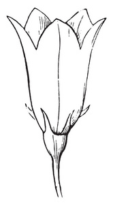 像铃铛一样的花。 花萼片和花瓣附着在子房上的复古线绘图或雕刻插图。