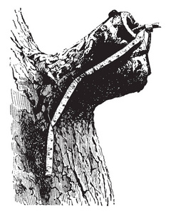 此插图表示树木复古线绘图或雕刻插图的边缘的存根。