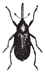 马铃薯茎象甲虫，是一种甲壳虫，有一个非常长的鼻子，复古线绘图或雕刻插图。
