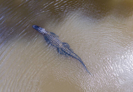阿拉巴马州移动海湾的美国鳄鱼鸟瞰图