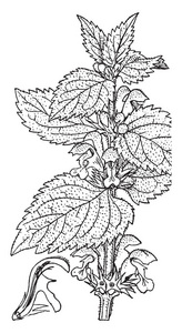 跛行专辑叶是长而宽的三角形与锯齿边缘。 这些花是白色的，在茎的上部，复古线绘图或雕刻插图。