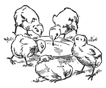 two chicks are around the water pot, vintage line drawing or en