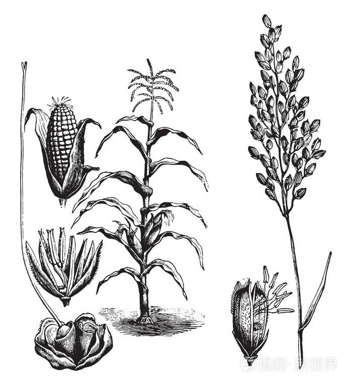 玉米水稻复古雕刻插图1890年的自然生活