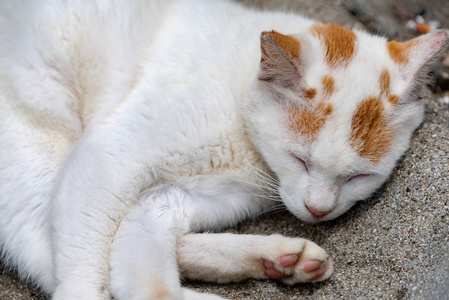 小猫睡在外面