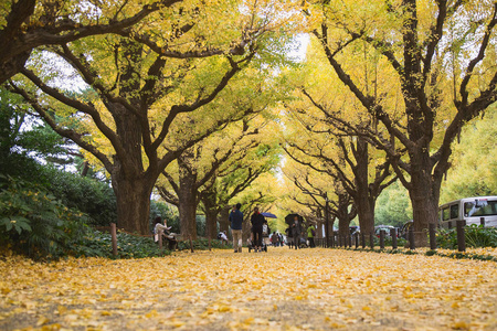明治天宫盖恩公园的银杏街大道明治天宫盖恩是日本东京因其美丽的秋叶而最著名的地方之一每年11月开花