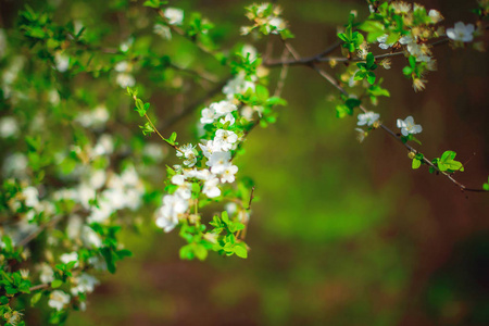 盛开的树。 树枝上的白花
