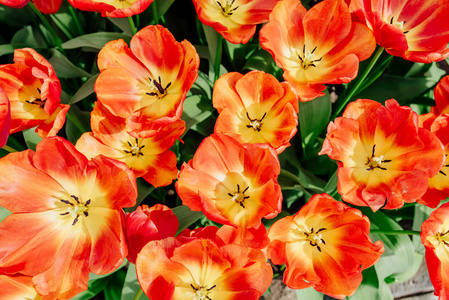 花田里有五颜六色的郁金香。 库肯霍夫花公园。 荷兰