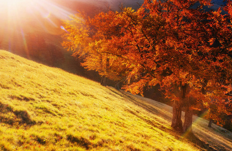 白桦林在阳光明媚的下午，而秋天的季节。