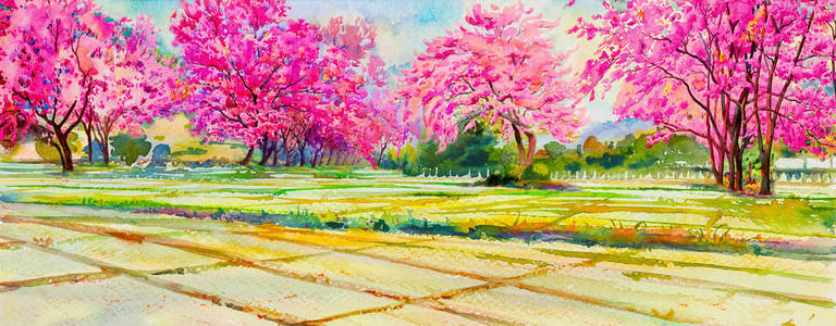 在春天的季节，画水彩山水粉红色的野生喜马拉雅樱桃花玉米地山。 蓝蓝天云背景美景冬季全景
