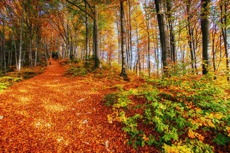 晴天森林的美丽景色。 秋天的风景。 乌克兰，欧洲