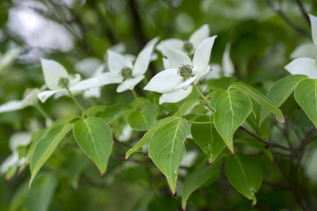 蔷薇科植物，观赏，美丽的花灌木，明亮的白色花，开着的树枝，绿叶上有四个花瓣