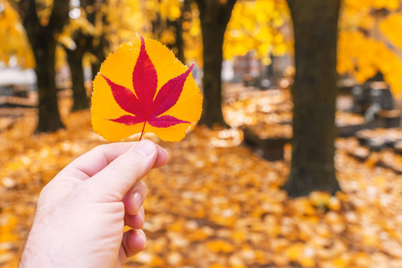 s hand holds red and yellow leaves in an autumn park