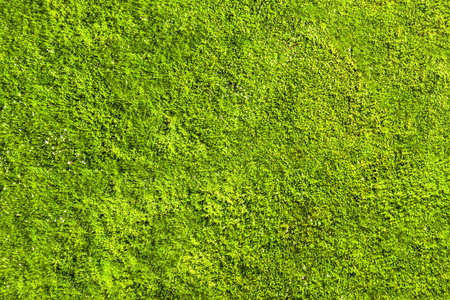 绿草背景纹理的田野的俯视图