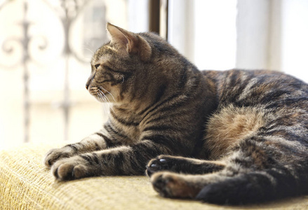 在阳光明媚的夏日里，一只棕色的休息猫在椅子上休息，年轻的小猫放松地直视着相机空间发短信