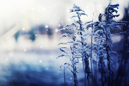 雪冻植物近景