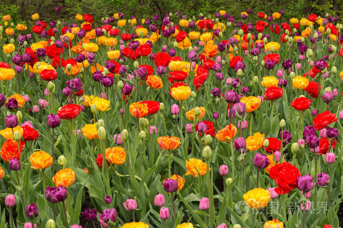 许多五颜六色的郁金香花自然春天背景
