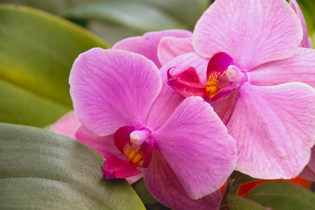 紫蝴蝶兰或蛾石斛兰花, 特写。植物