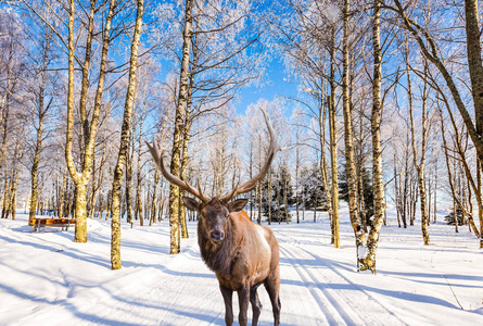 华丽的驯鹿，在雪覆盖的白杨林中的滑雪道上有分枝的角