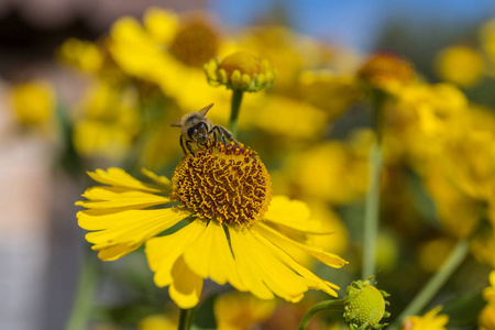 蜜蜂在一朵干净的花上