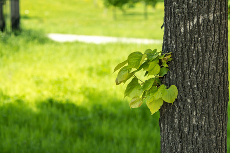 椴树的叶子由阳光照亮通过春天夏天背景。具有浅自由度的选择性聚焦宏射击