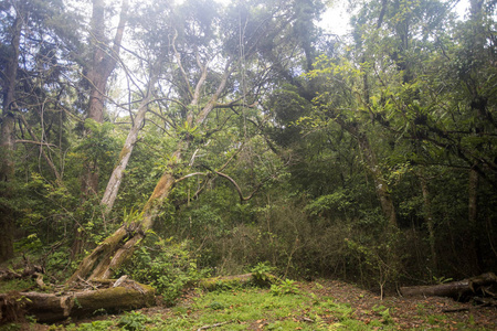 观赏原始雨林琥珀山马达加斯加