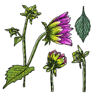一组蕨叶和半开芽的雏菊，紫花和格伯拉花。 手绘植物草本家养和野花花卉素描。 矢量。