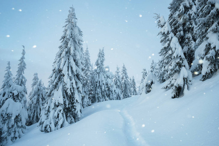冬天森林里的降雪。 雪中的小径。 有杉树的傍晚景观。 白色圣诞节