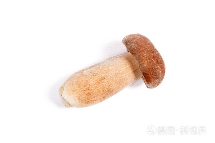 秋天收获的令人惊叹的食用蘑菇,雪菇(王伯勒特,被称为在白色背景下