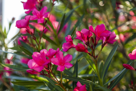 花园里美丽的粉红色花