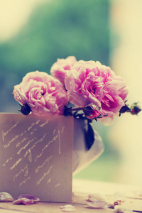盆栽中美丽的粉红色玫瑰特写