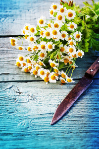 彩色和柔软的雏菊花，有刀在木制背景上