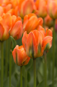 雨 backgr 的春天里有丰富的五颜六色的郁金香花