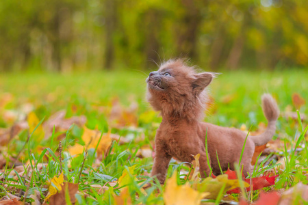 小猫在草地上散步。 小猫在走路。 宠物。 秋天和动物的照片。 毛茸茸的烟熏猫理发。 格罗默理发猫。