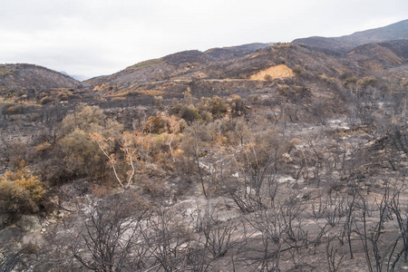 加州奥贾伊33号高速公路上托马斯大火破坏的景观