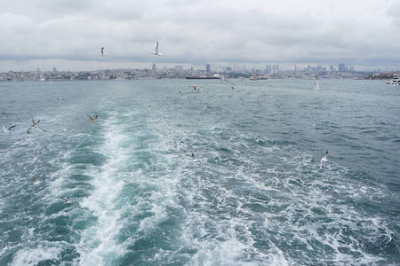 海鸥在海面上空飞翔