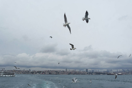 海鸥在海面上空飞翔