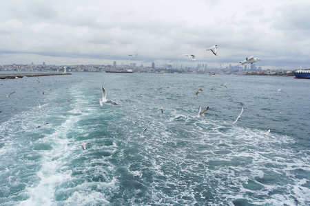 海鸥在海面上空飞翔