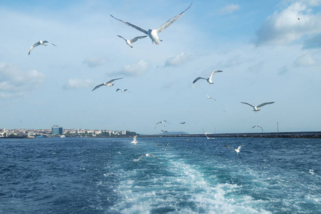 海鸥在海面上空飞翔