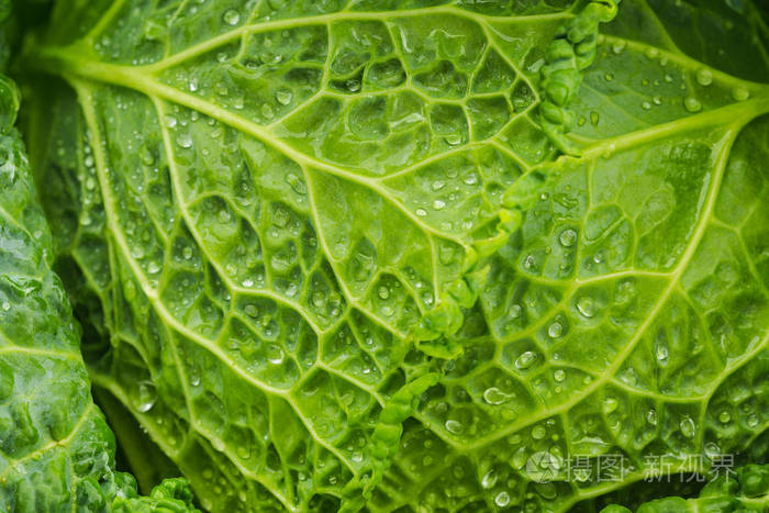 新鲜的绿色卷心菜叶有闪闪发光的水滴可作为沙拉配料或